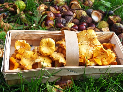 freshly collected in the autumn chanterelles in a wooden basket
