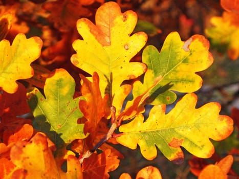 colorful leaves of oak tree in autumn