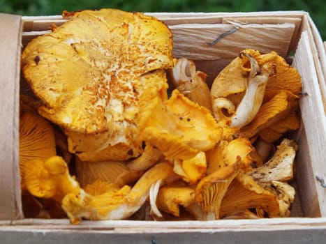 freshly collected in the autumn chanterelles in a wooden basket