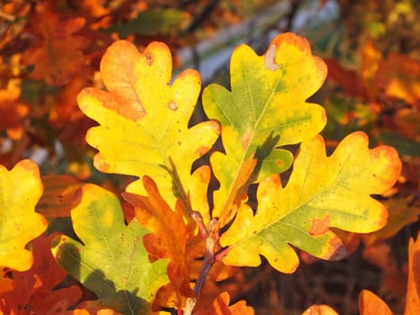 colorful leaves of oak tree in autumn