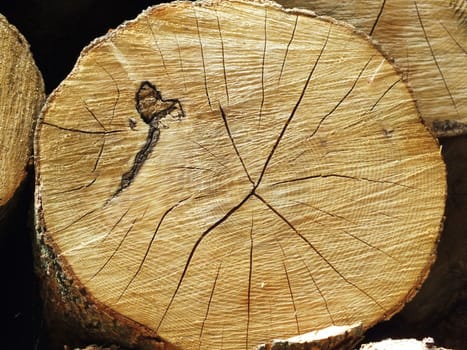 close up of old tree slices as background