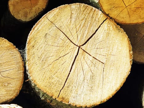 close up of old tree slices as background