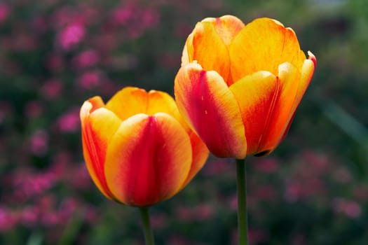 Close-up macro of the blooms of tulip