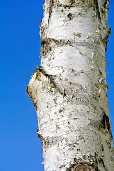 Bark of a birch
