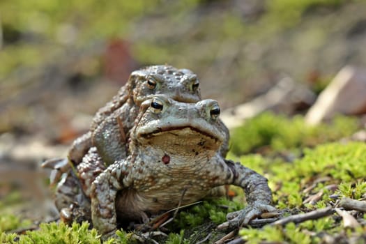 Pair of toads (Bufo bufo)