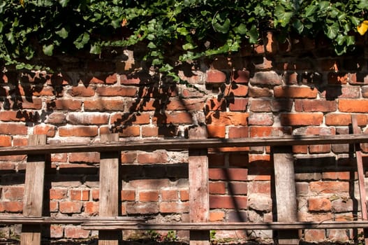 Old brick wall with ivy and wooden ladder