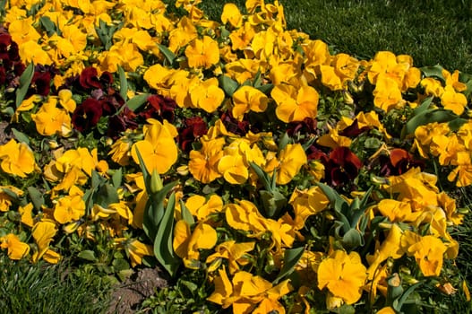 Flower bed with small yellow flowers closeup