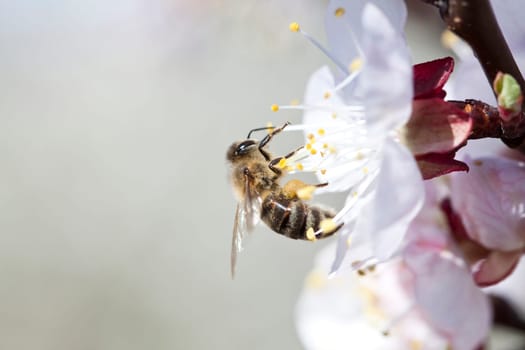 Honey bee enjoying peach blossom on a lovely spring day