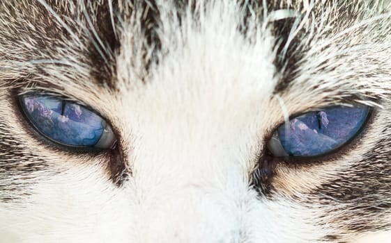 Close up on a cat's green eyes