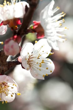 Spring blossom