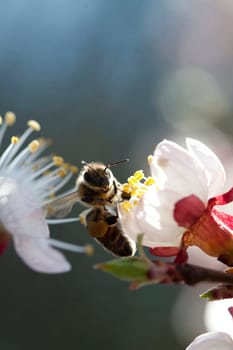 Honey bee enjoying peach blossom on a lovely spring day