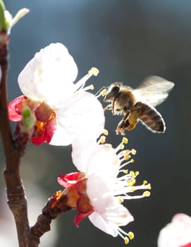 Honey bee enjoying peach blossom on a lovely spring day