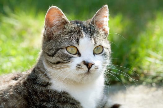 Cat in the yard