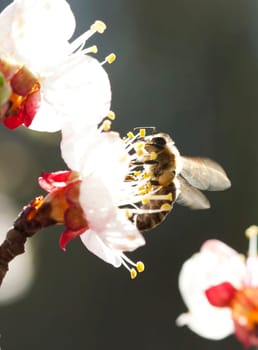 Honey bee enjoying peach blossom on a lovely spring day