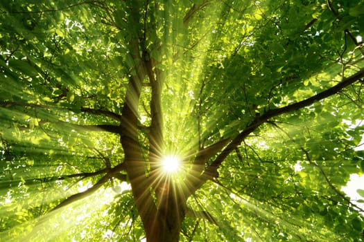 The central sun shines effectively through a large tree