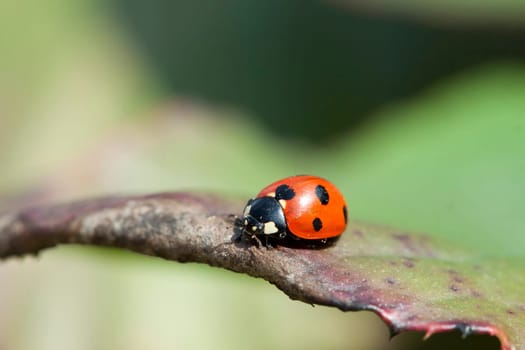 Close up on Ladybug on green leaf