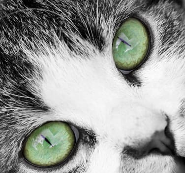 Close up on a cat's green eyes