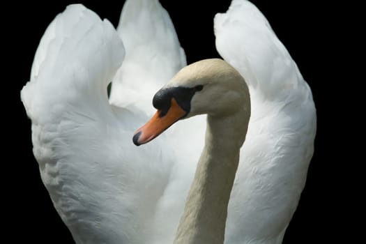 Elegant white swan isolated over black background