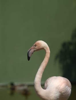 One young pink flamingo in the park portrait, Spain