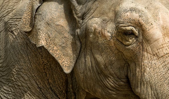 Close up view of an Asian elephant, Elephas maximus