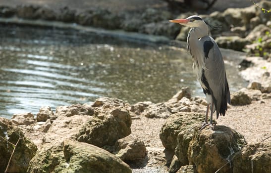Grey heron, Ardea cinerea, single bird on  water shore, Spain