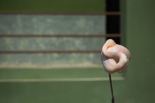 Flamingo in the park standing over one leg, Spain