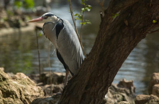 Grey heron, Ardea cinerea, single bird on  water shore, Spain