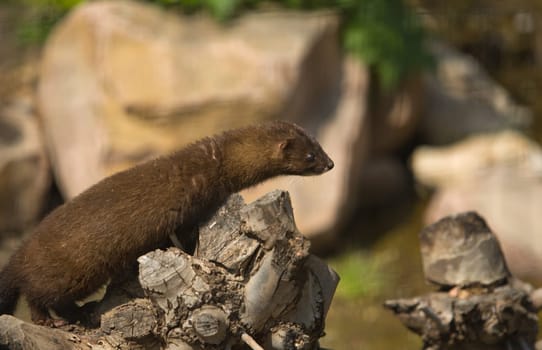 Gazing european mink or mustela lutreola, also known as the Russian mink,  resting on tree branch