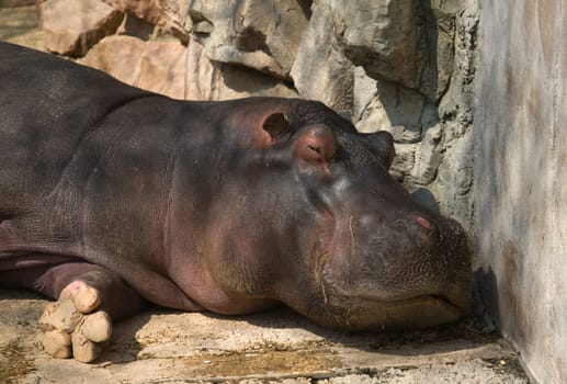 The sleepy hippo down in zoo, Cordoba, Spain