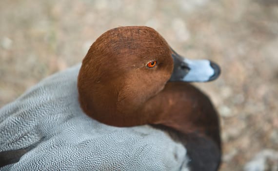 Redhead Drake close-up resting beside the pond, Spain. Aythya americana