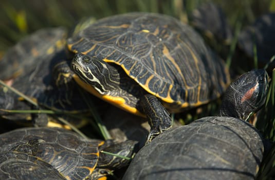 Loads of eared slider turtles having the sun, Spain