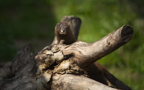 Gazing european mink or mustela lutreola, also known as the Russian mink,  resting on tree branch
