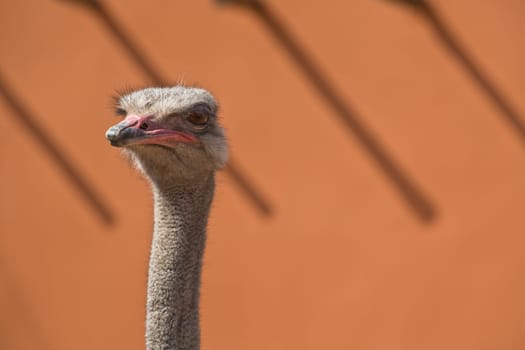 A beautiful wild African female Ostrich head portrait isolated over orange wall