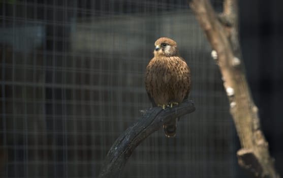 Female lesser kestrel on captivity
