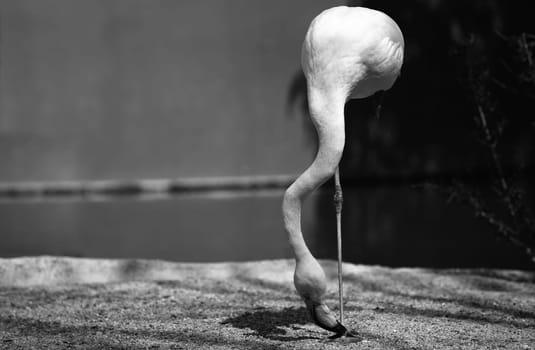 Flamingo in the park standing over one leg, Spain. Black and white shot