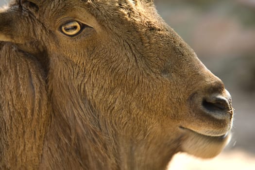 A barbary sheep standing on a rock, Ammotragus lervia