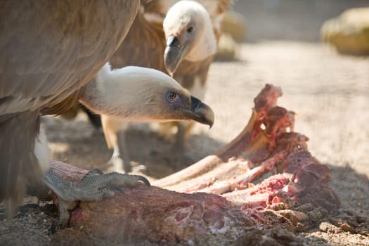 Two griffon vulture close up during eating a cow ribs