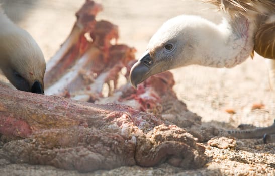 Two griffon vulture close up during eating a cow ribs