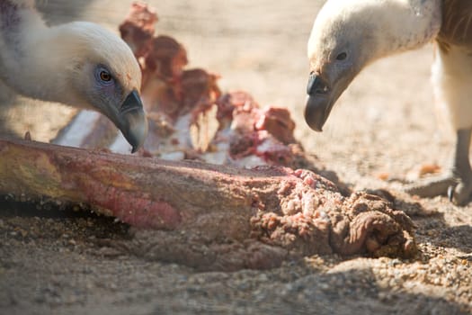Two griffon vulture close up during eating a cow ribs