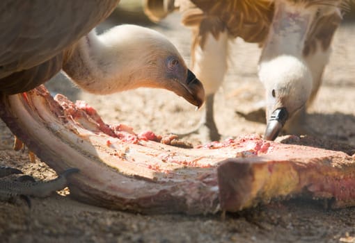 Two griffon vulture close up during eating a cow ribs