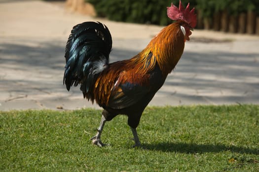 A rooster walks around the lawn of a park