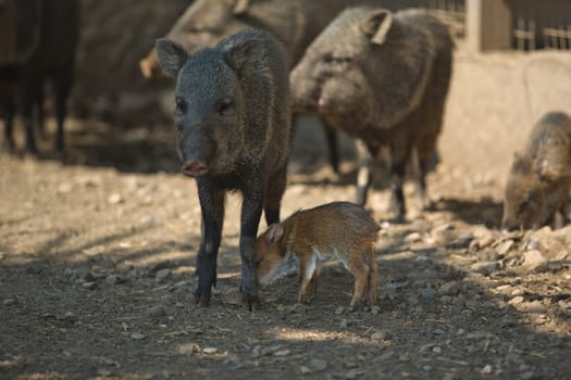 Collared Peccary offspring with his mother, Spain