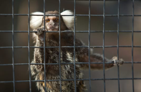 A cute and small common Marmoset, Callithrix jacchus, on zoo cage