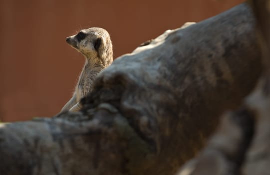 Portrait of meerkat hidden behind a tree trunk. Suricata suricatta