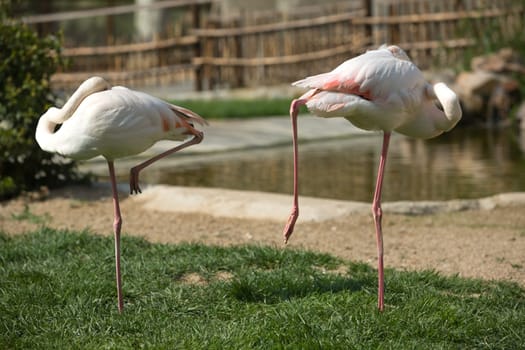 Flamingos in the park standing over one leg, Spain