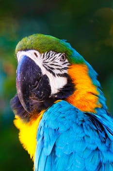 A portrait of a beautiful parrot.