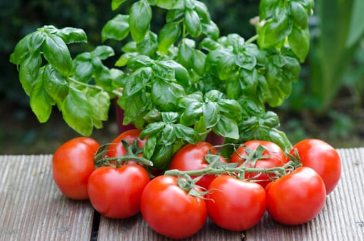 Tomatoes and basil