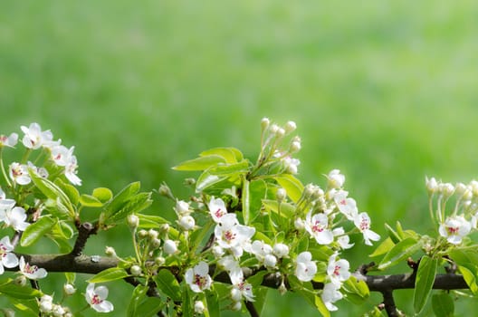 Flower background