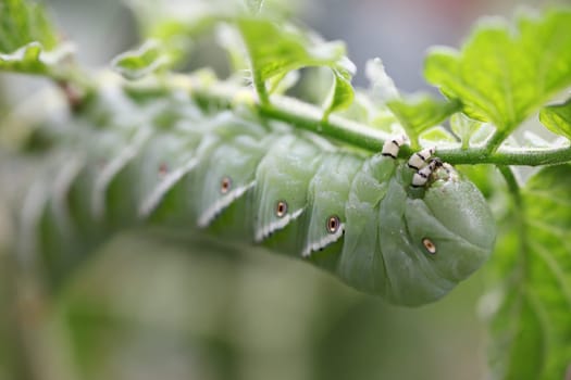 caterpillar pest on a tomato plant