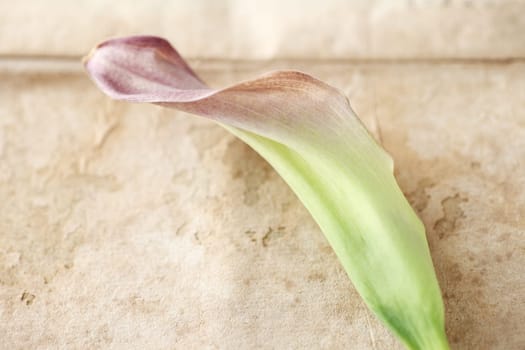 lily flower on damaged pages of an old book
